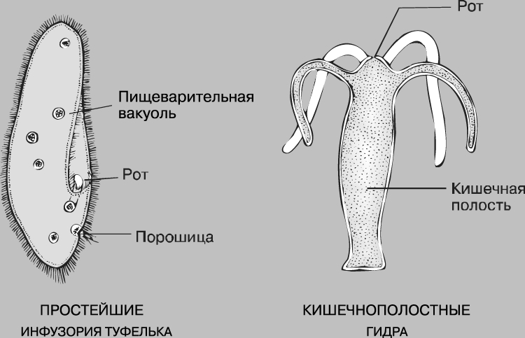 Кракен зеркало на тор